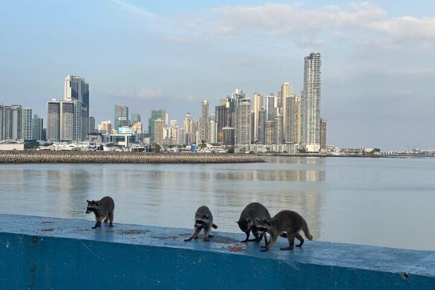 Bike Tour Panamá City and the Old Town