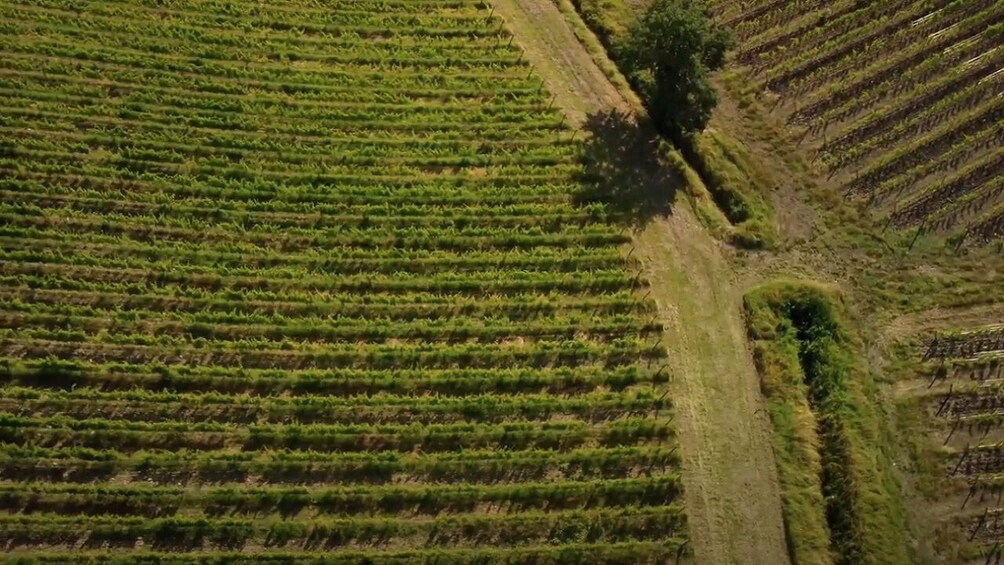 Chianti Half Day Wine Tour from Florence
