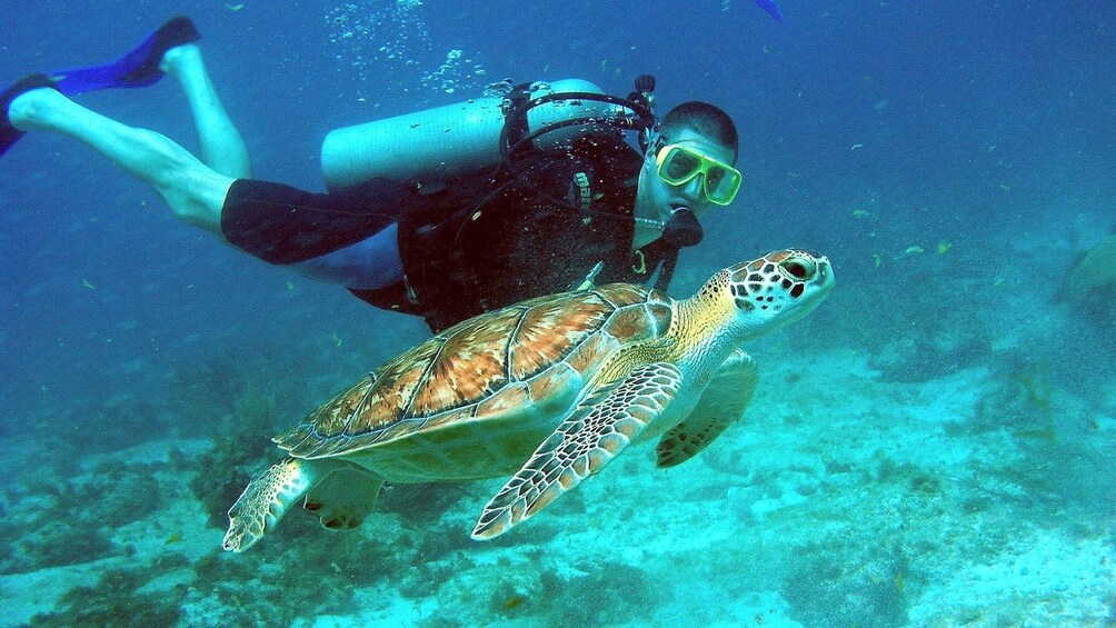 Snorkeling underwater next to a sea turtle in Cham Island 