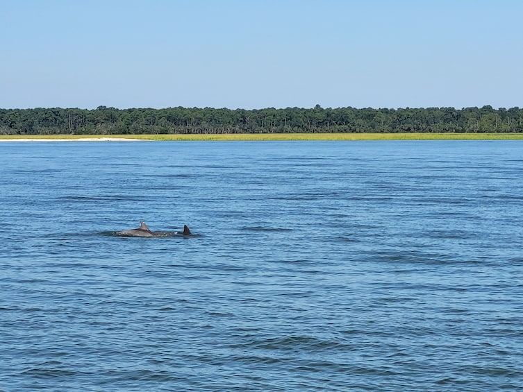 Tybee Island Dolphin Tour