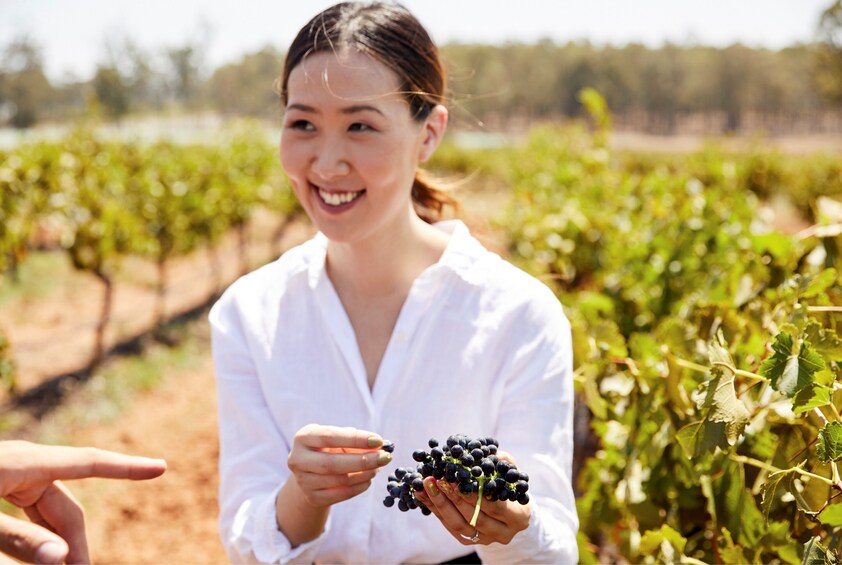 Hunter Valley Wine Cheese Tour in Small-Groups from Sydney
