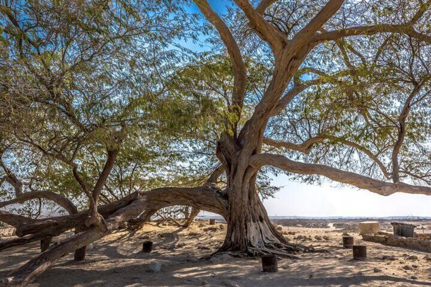 Tree of Life