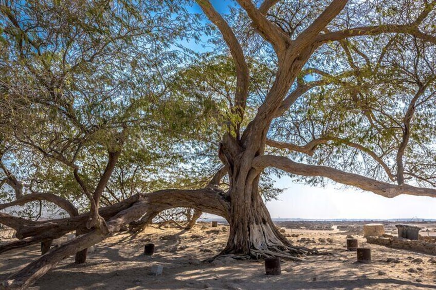 Tree of Life