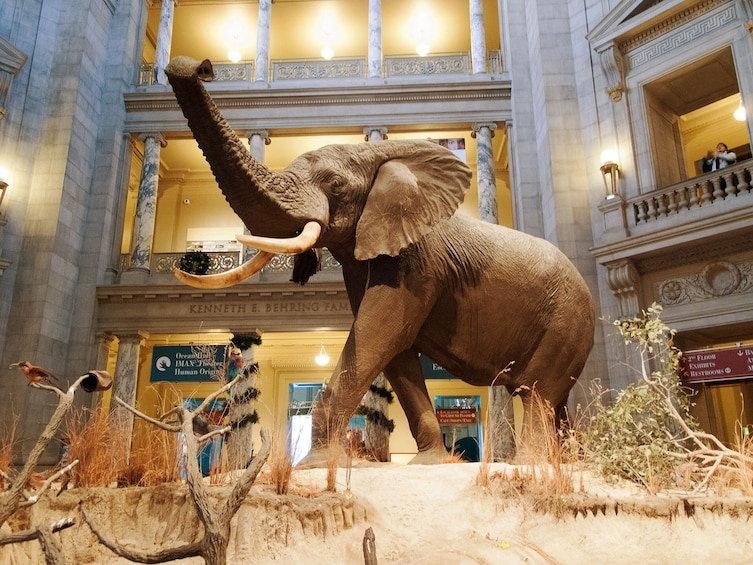 Combo Tour: Natural History + Air & Space