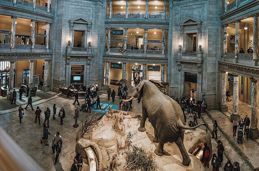 Elephant exhibit in a bustling Smithsonian Museum
