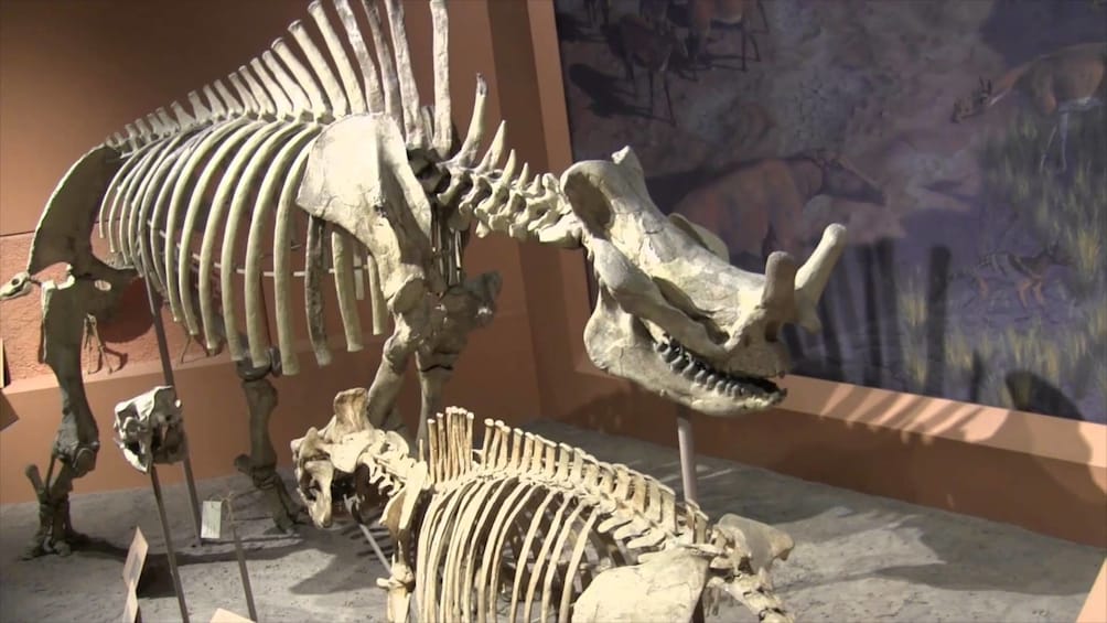 Museum of Natural History + National Gallery of Art Private Combo Tour