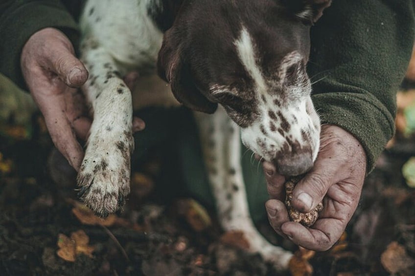Truffle Hunting and Cheese, Truffle & Wine Tasting near Alba