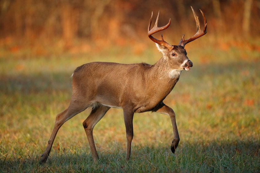Cades Cove Driving Tour: Self-Guided