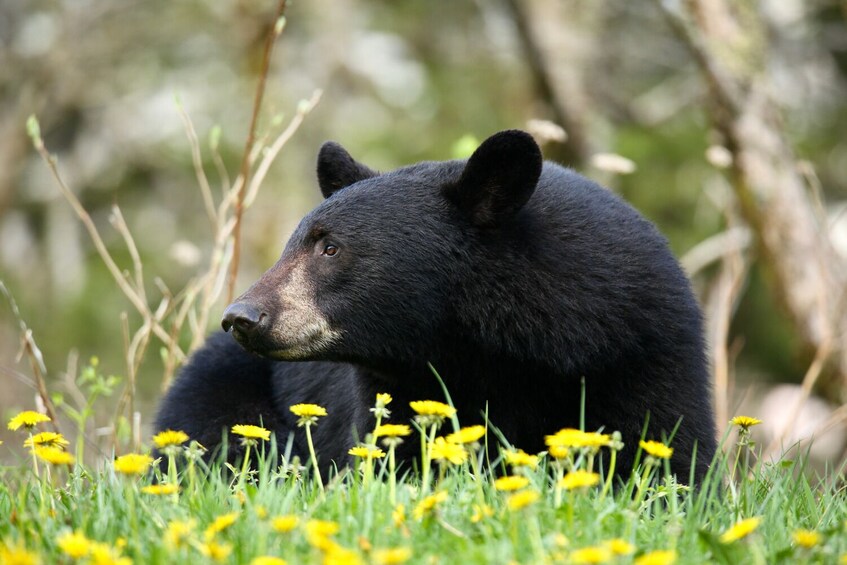 Cades Cove Driving Tour: Self-Guided