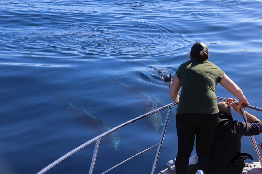 Picture 7 for Activity La Palma: 3-Hour Dolphin and Whale Watching Experience