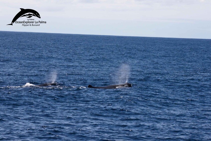 Picture 16 for Activity La Palma: 3-Hour Dolphin and Whale Watching Experience