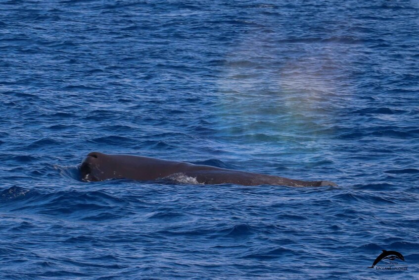 Picture 15 for Activity La Palma: 3-Hour Dolphin and Whale Watching Experience