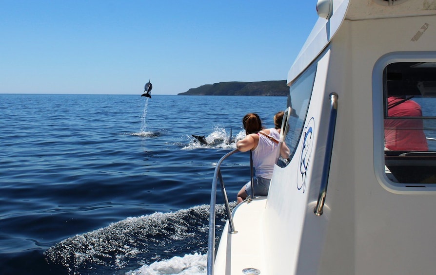 From Sesimbra: Arrábida Dolphin Watching Boat Tour