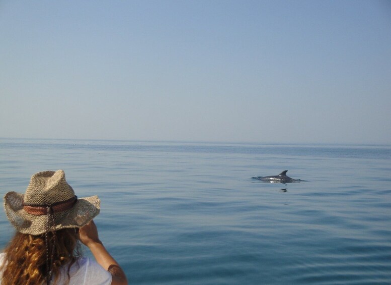 Picture 4 for Activity From Sesimbra: Arrábida Dolphin Watching Boat Tour