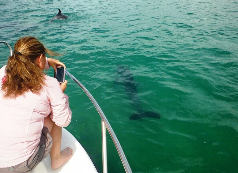 Picture 8 for Activity From Sesimbra: Arrábida Dolphin Watching Boat Tour