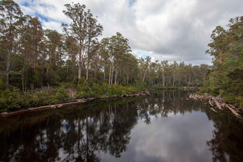 Picture 13 for Activity Hobart: Full-Day Tahune Airwalk & Hastings Caves Active Tour