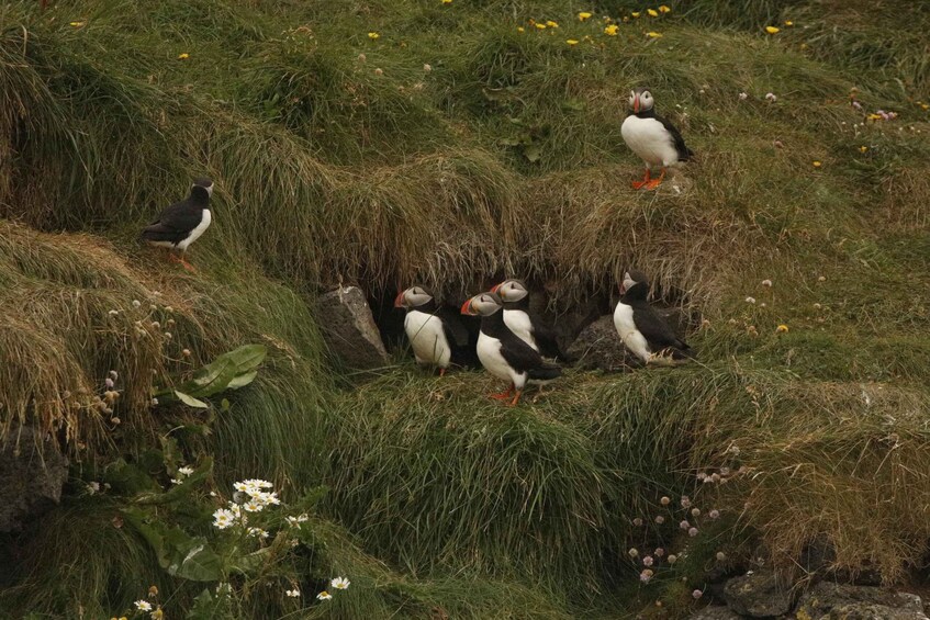 Picture 7 for Activity From Reykjavik: Whale and Puffin Watching RIB Boat Tour
