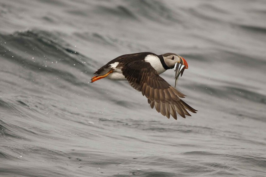 Picture 6 for Activity From Reykjavik: Whale and Puffin Watching RIB Boat Tour