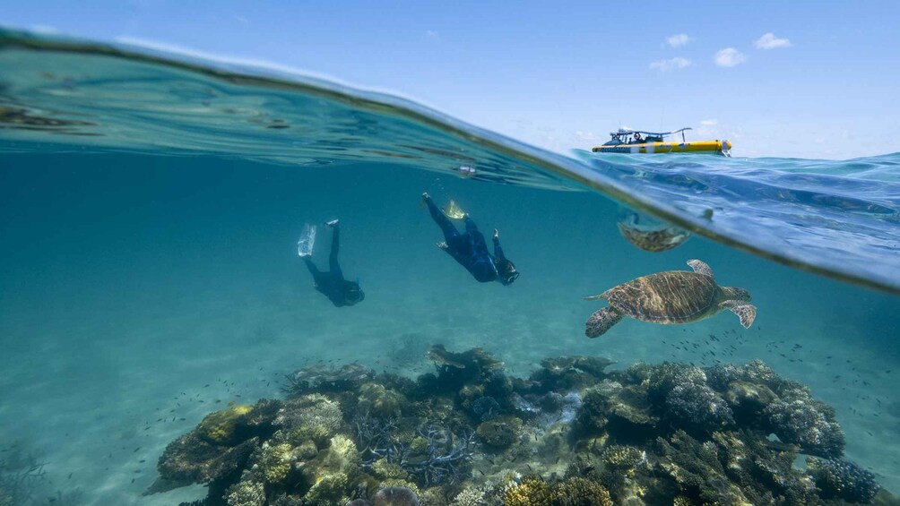 Picture 10 for Activity Cape Tribulation Ocean Safari - Great Barrier Reef Adventure