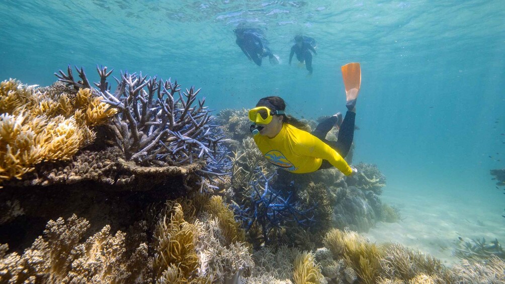 Picture 12 for Activity Cape Tribulation Ocean Safari - Great Barrier Reef Adventure