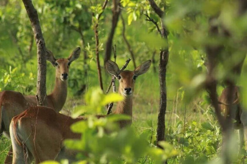 Private 10-Days Parks and Bassari Country Tour 