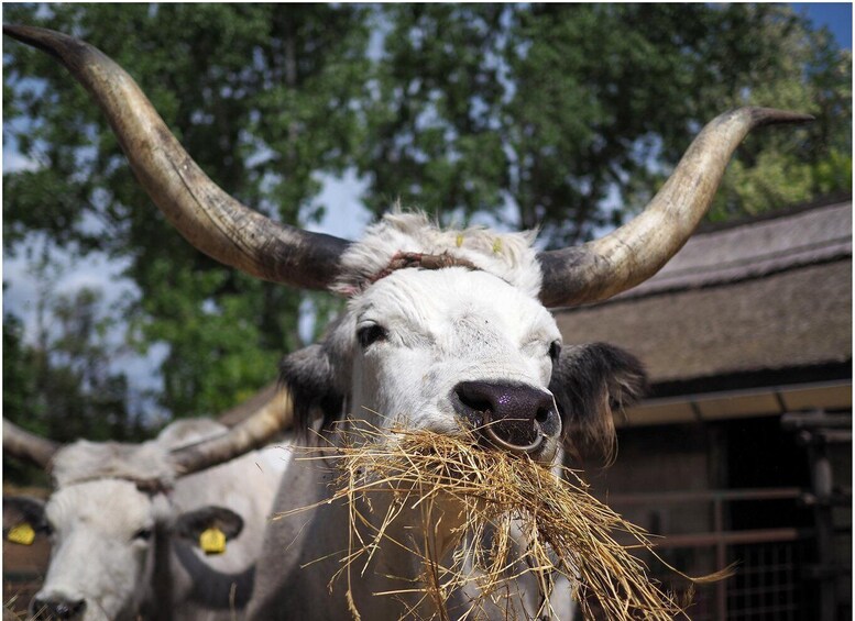Picture 8 for Activity From Budapest: Puszta Horse Show and Countryside Visit