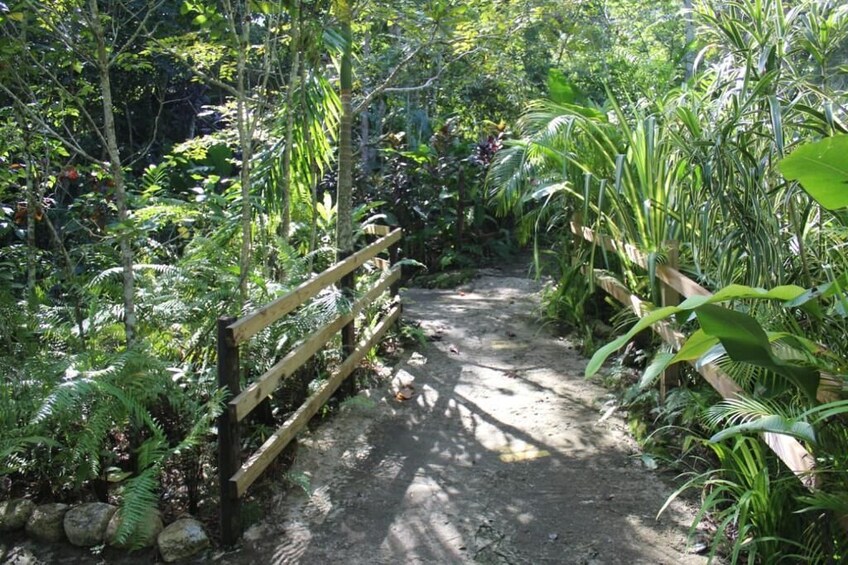 Blue Hole & Dunn's River Falls Combo Tour  with Lunch