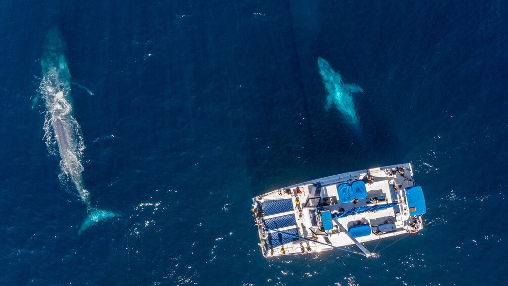 Dolphin & Whale Watching Eco-Safari with Underwater Viewing