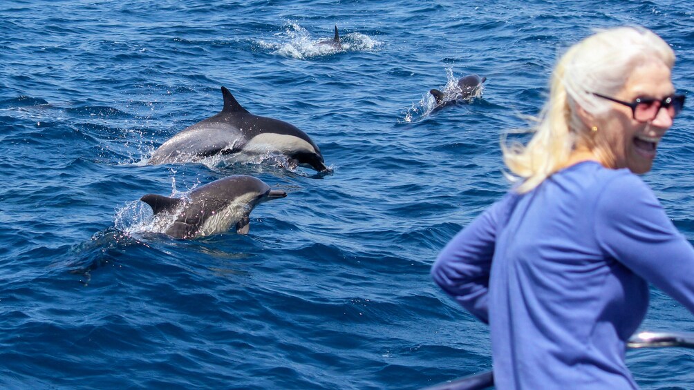 Dolphin & Whale Watching Eco-Safari with Underwater Viewing