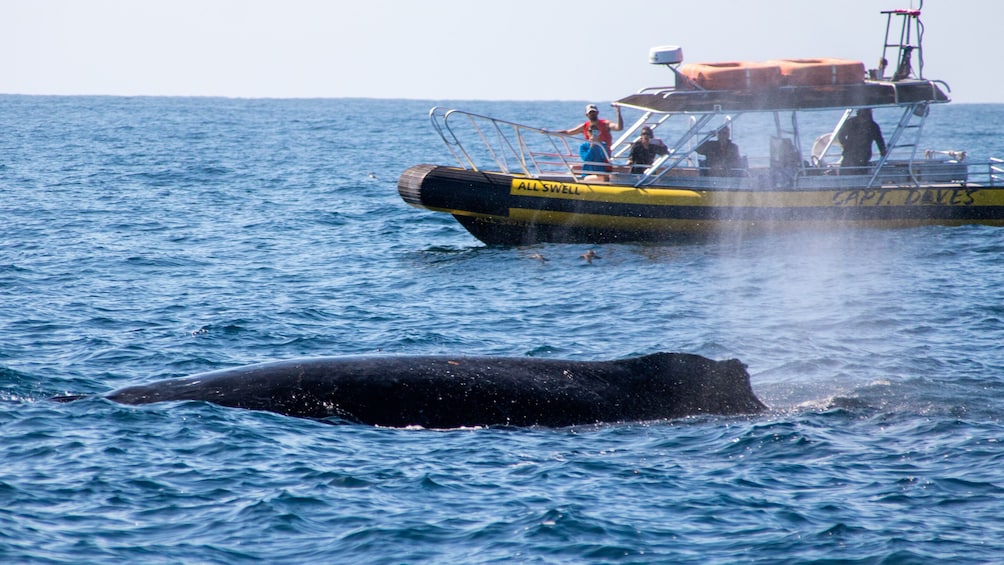 High Speed Zodiac Whale Watching Safari from Dana Point