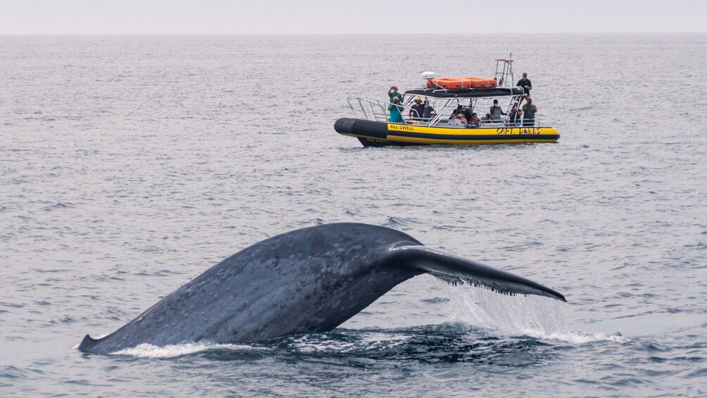 High Speed Zodiac Whale Watching Safari from Dana Point