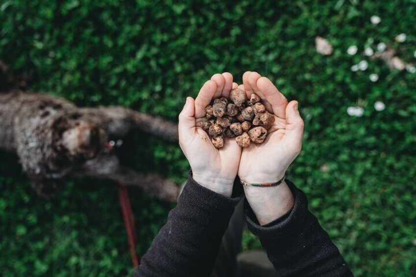 Truffle Hunting with Lunch in Barberino Tavarnelle