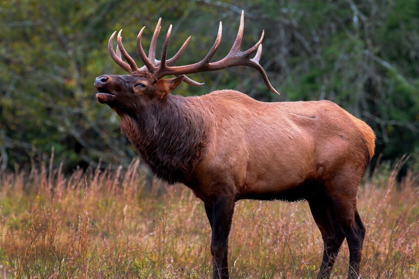 25+ National Park Tours: Self-Guided Driving Bundle