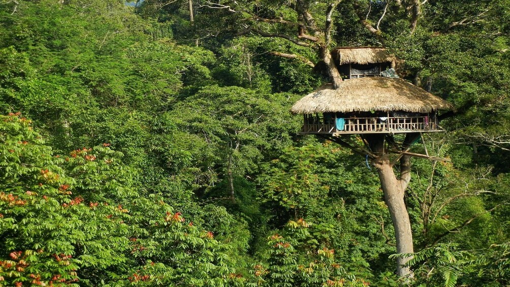 Tree house in Laos 