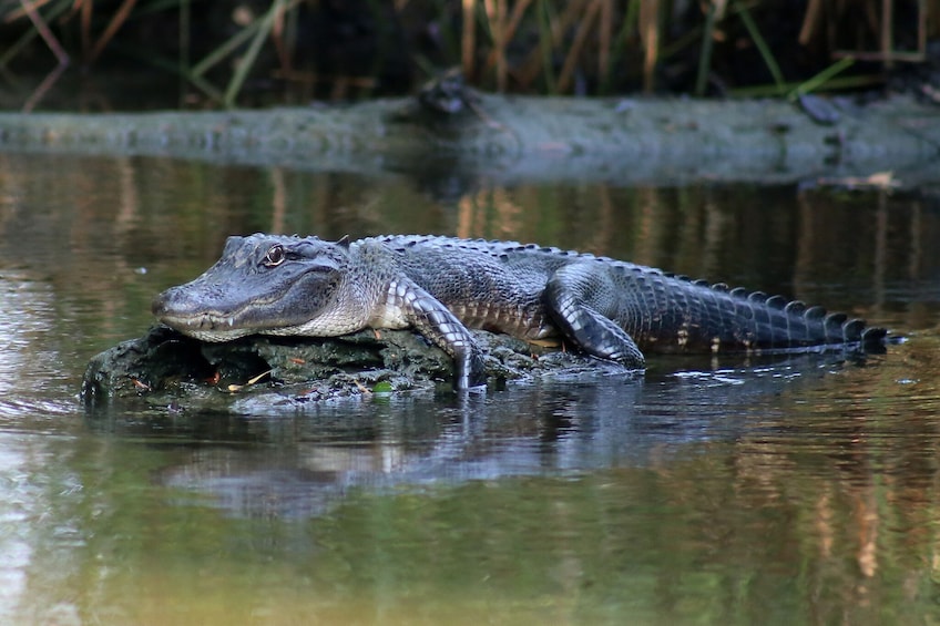 Airboat Adventures: Semi-Private Airboat Experience