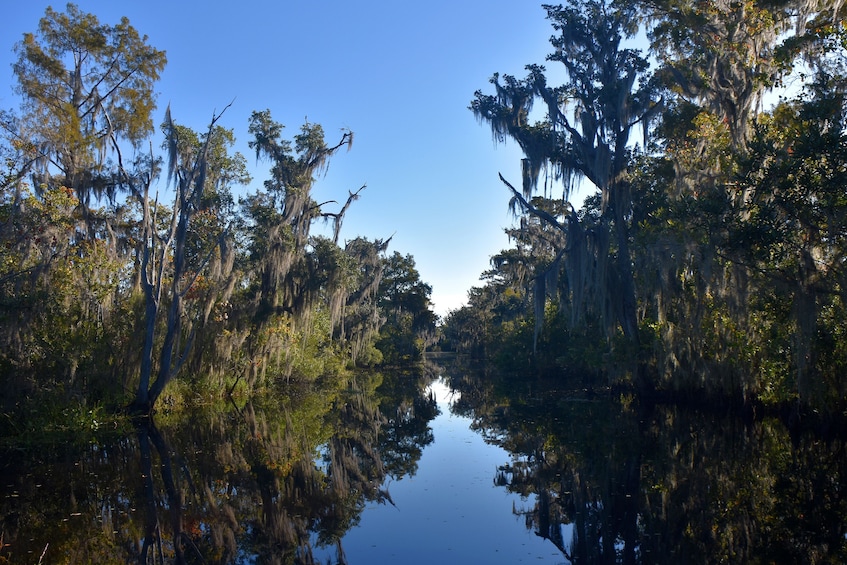 Day view of a swamp in New Orleans