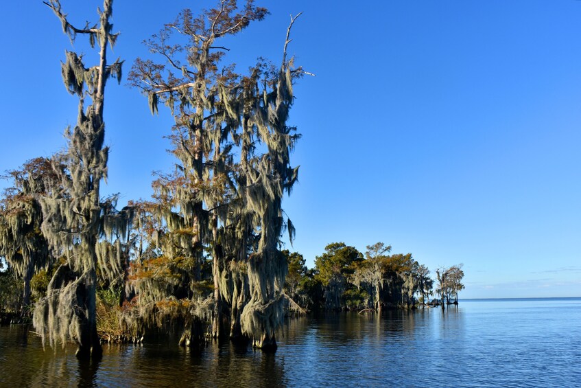 Swamp in New Orleans