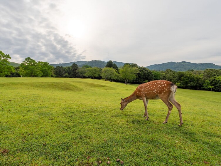 From Osaka/Kyoto: Kyoto and Nara 1-Day Bus Tour