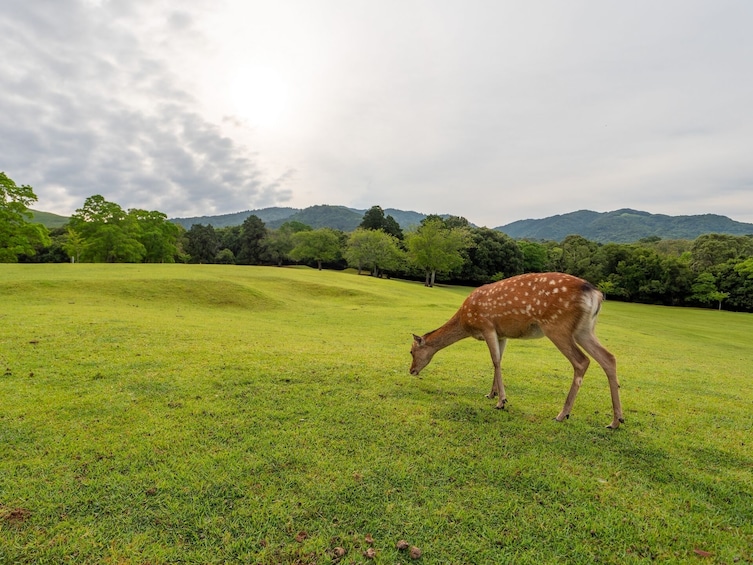 From Osaka/Kyoto: Kyoto and Nara 1-Day Bus Tour