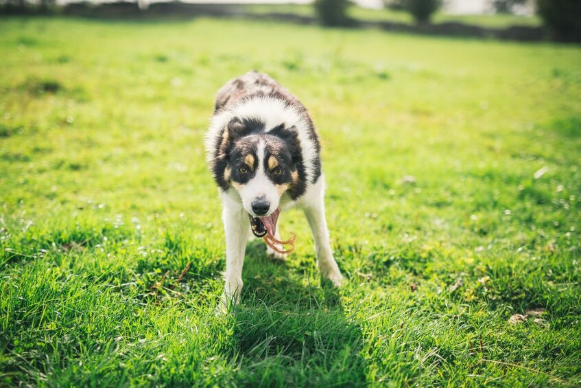 Glendalough, Wicklow, Kilkenny and Sheep Dog Trails