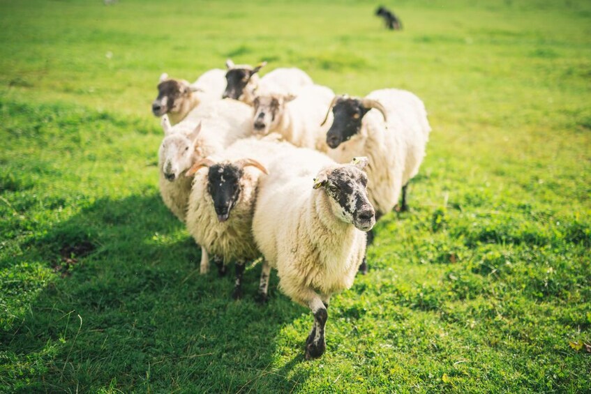 Glendalough, Wicklow, Kilkenny and Sheep Dog Trails