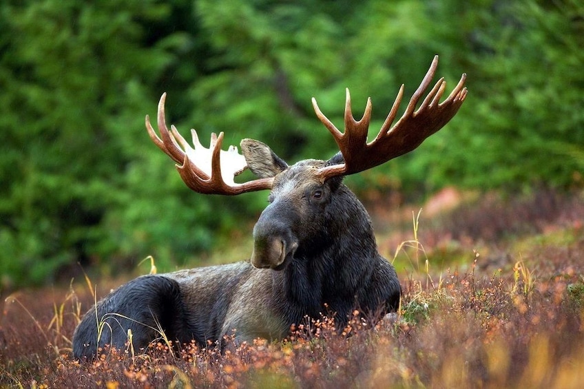 Rovaniemi: Summer Visit to Ranua Wildlife Park with BBQ