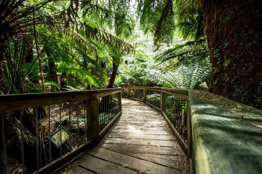 Reverse Great Ocean Road & Rainforest Tour with Lunch