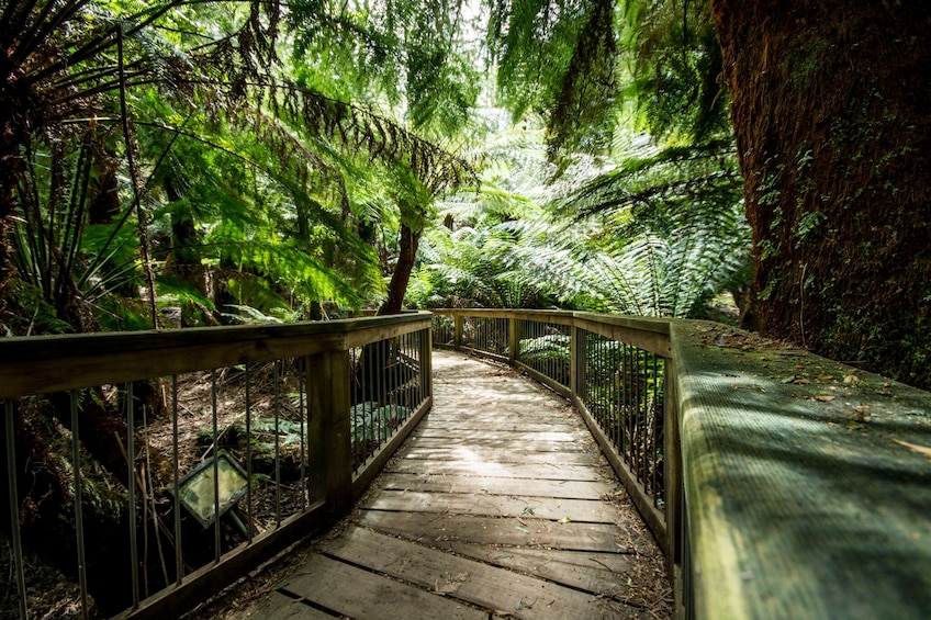 Reverse Great Ocean Road & Rainforest Tour with Lunch