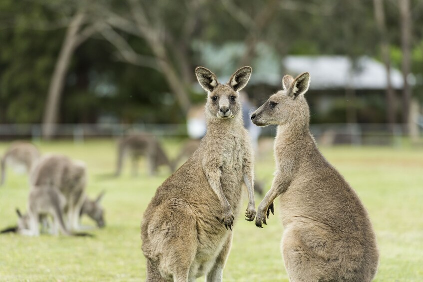 Grampians National Park Wildlife and Wilderness Escape Tour