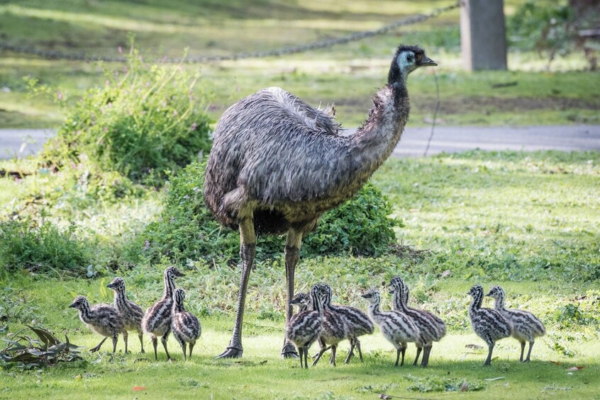 Grampians National Park Wildlife and Wilderness Escape Tour