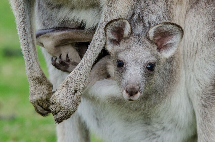 Grampians National Park Wildlife and Wilderness Escape Tour