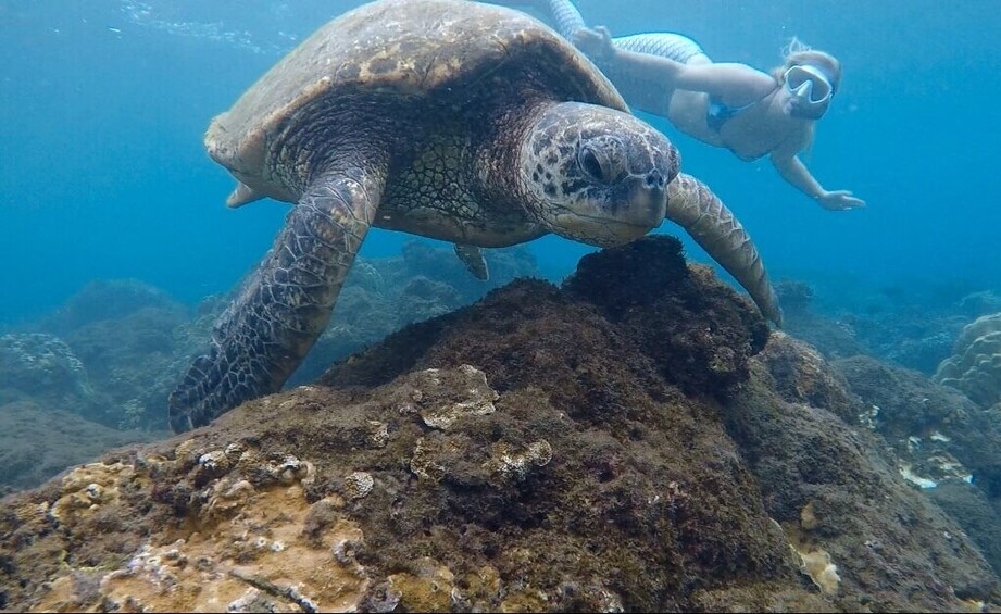 Snorkel with Turtles, San Juan with Videos