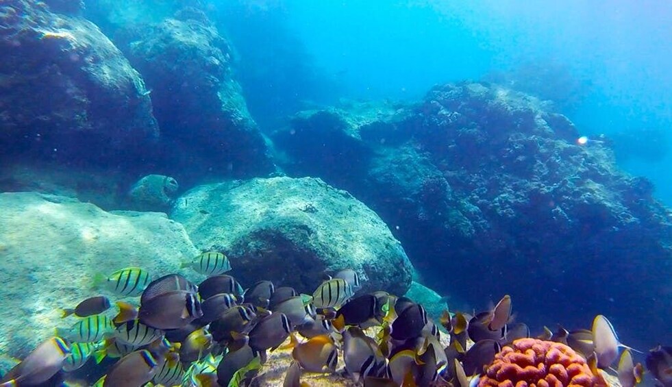 Snorkel with Turtles, San Juan with Videos