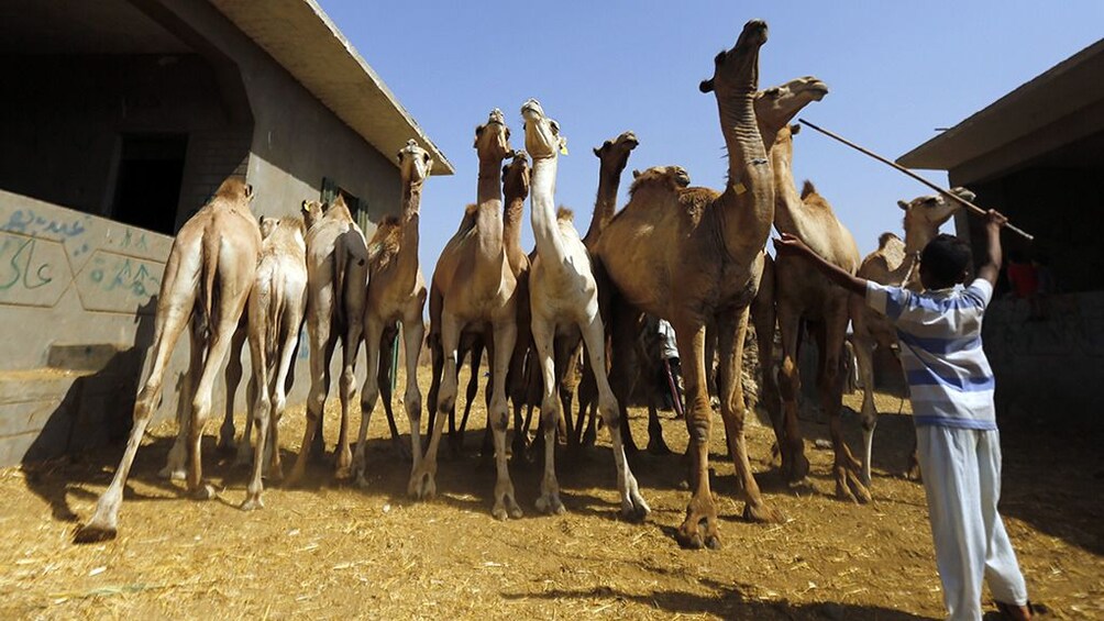  Private Tour to Camel Market of Birqash
